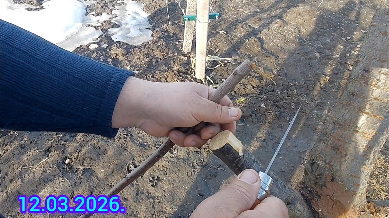 @Щеплення черешні на вишню в приклад.#grafting#