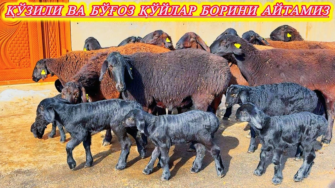 ҚЎЗИЛИ ҚЎЙ БЎҒОЗ ҚЎЙ ХАММАСИ БАРАКАЛИ ҚЎЙ