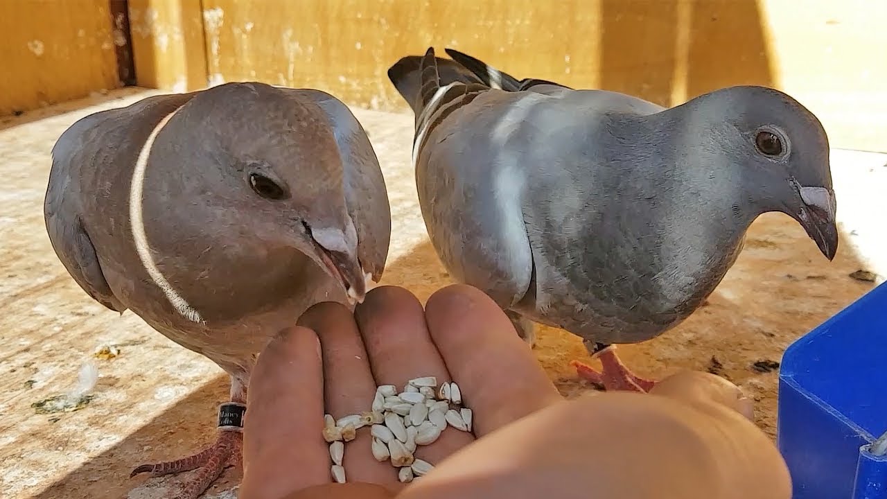 How I Tame My Pigeons