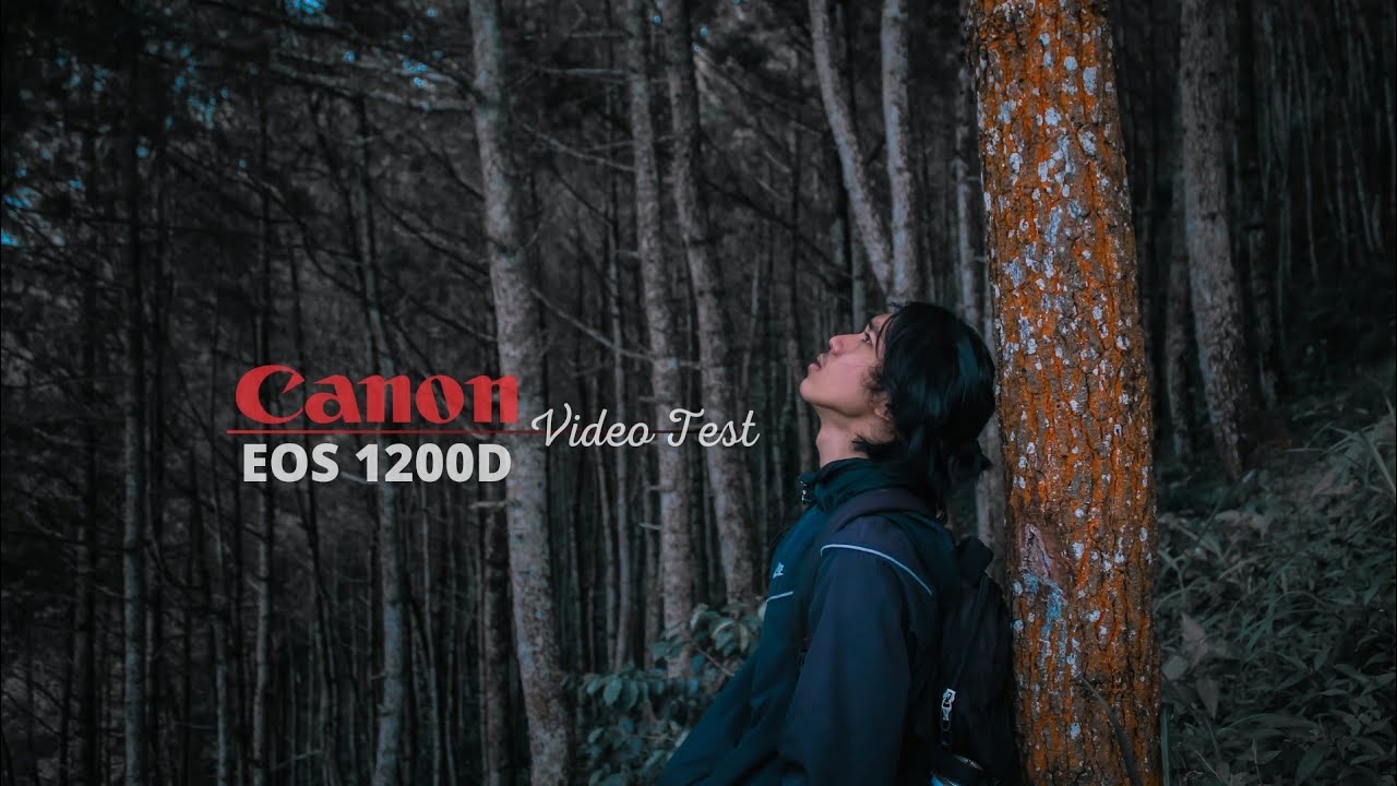 Cinematic Video in Pine Forest | Canon EOS 1200D (Lensa Kit)
