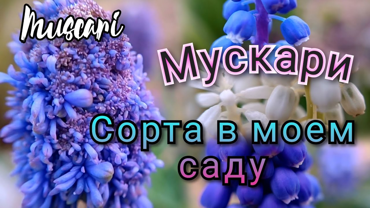Шикарные сорта моей коллекции! Мускари/Muscari - яркий весенний первоцвет!