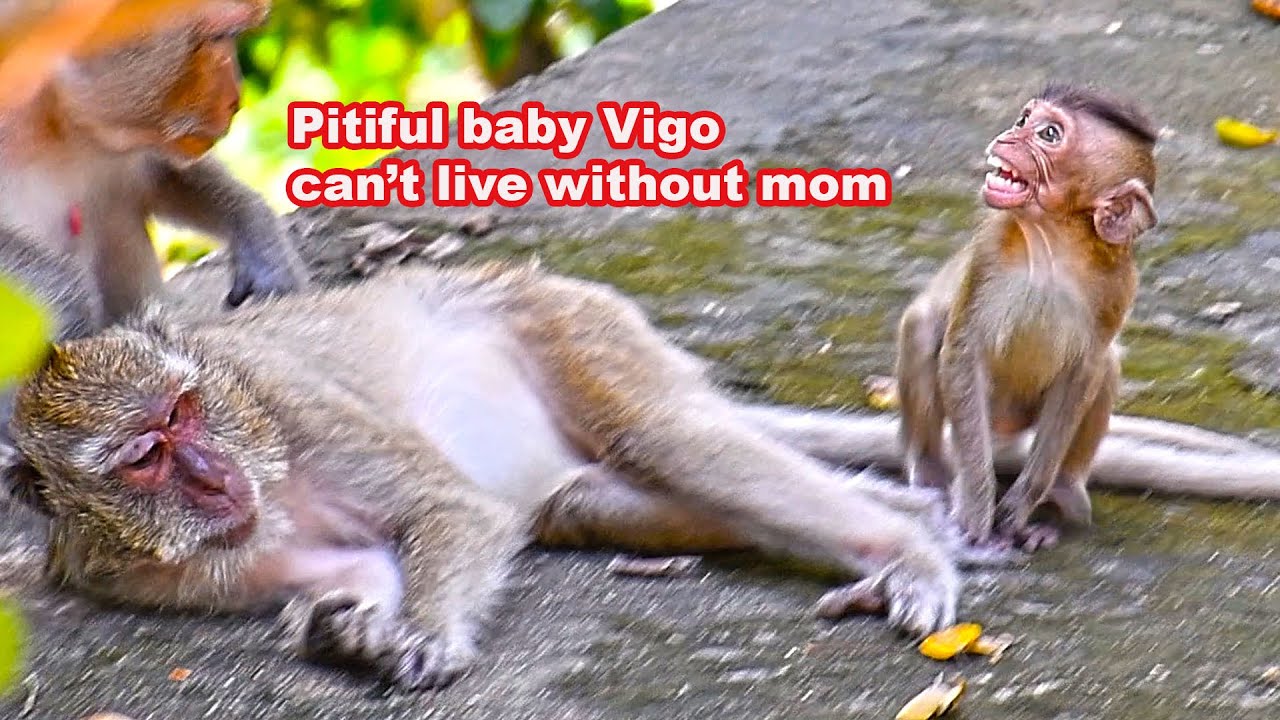 Poor little baby Vigo , she looks very scare Jorani mom | WS