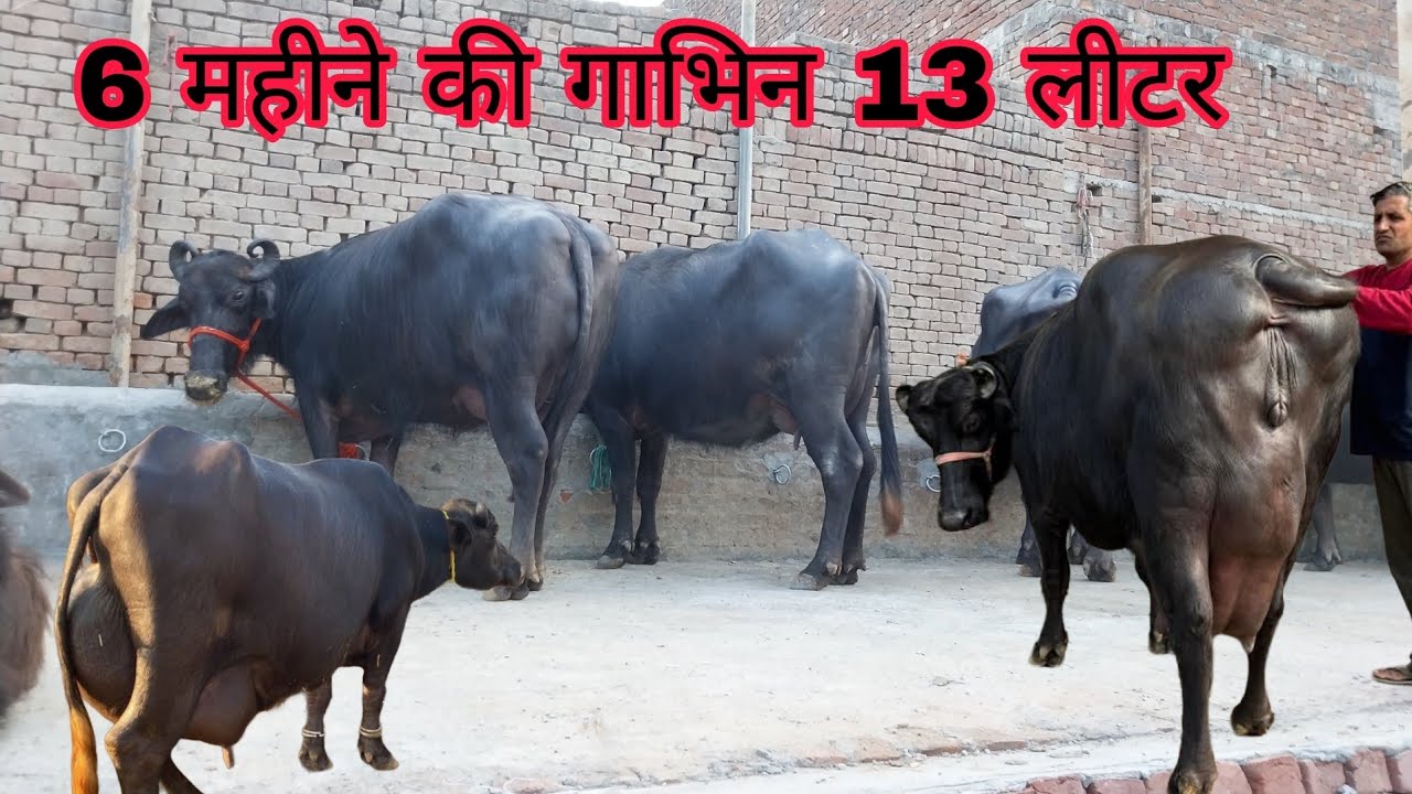 6 महीने की गाभिन14 लीटर दूध दांतों में  2 बच्चा नीचे मात्र 72000 से स्टार्ट बाखड़ी भैंस #murrahfarm