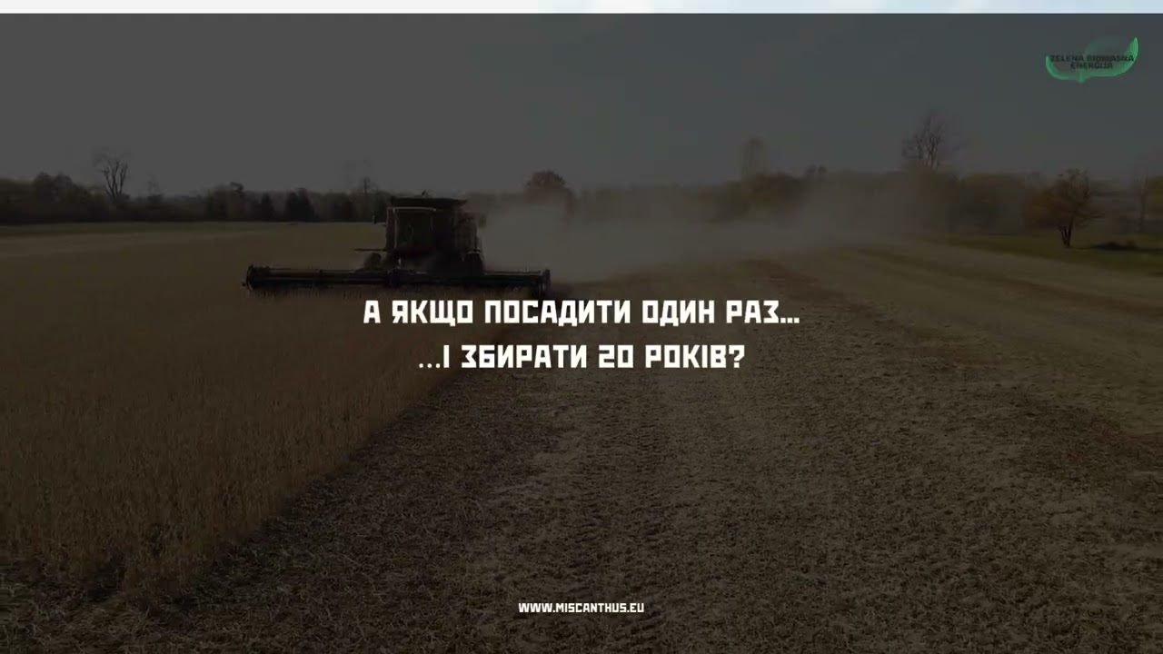 Міскантус: Одна посадка — 20 років врожаю