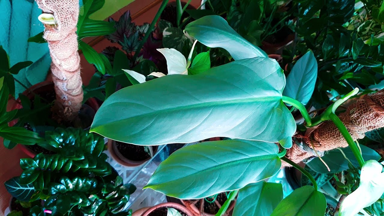 필로덴드론 실버메탈 키우기 Philodendron hastatum