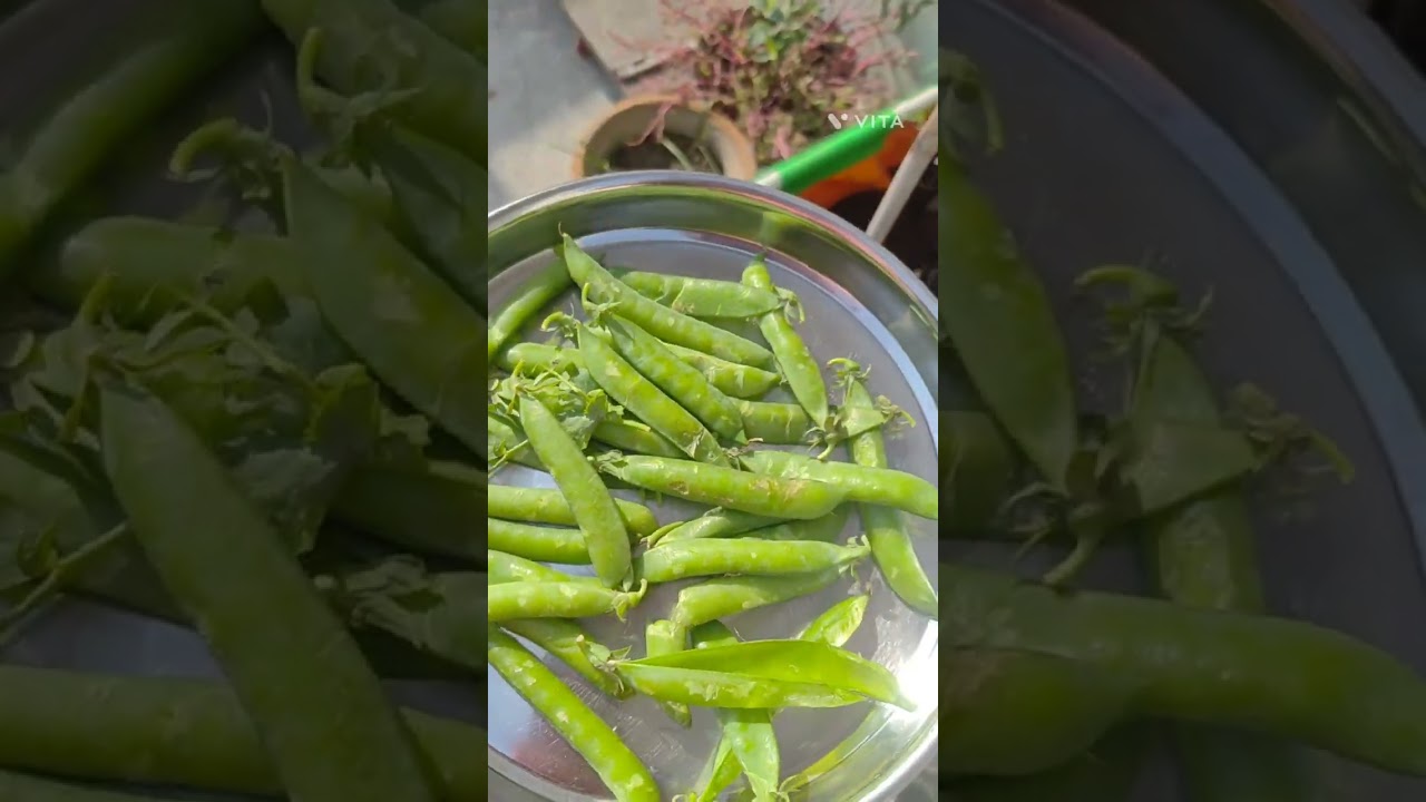 घर पर गमले में मटर उगाना बहुत आसान#youtubeshorts #tips101 #gardenplants #minivlog #gardenflowers 