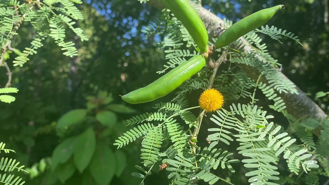 Species Spotlight: Sweet Acacia