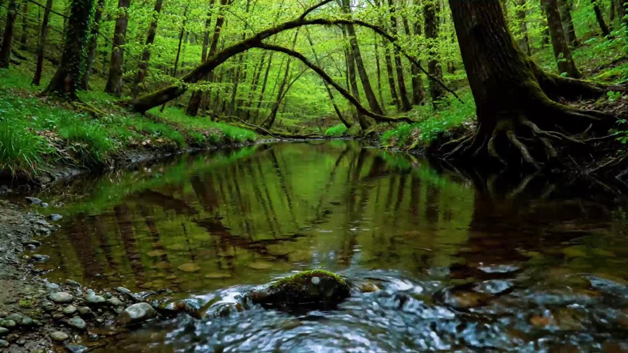 Calming Forest Ambience | River Flowing Birds Chirping in Hidden Forest Ambience for Rest, Medicine