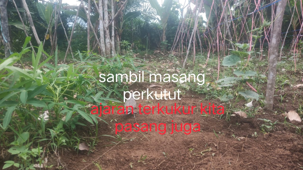 memikat perkutut di kebun timun