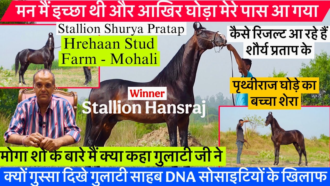 देखिए गुलाटी साहब के फार्म का विनर हंसराज घोड़ा ,शौर्य प्रताप और बेहतरीन बच्चा शेरा !