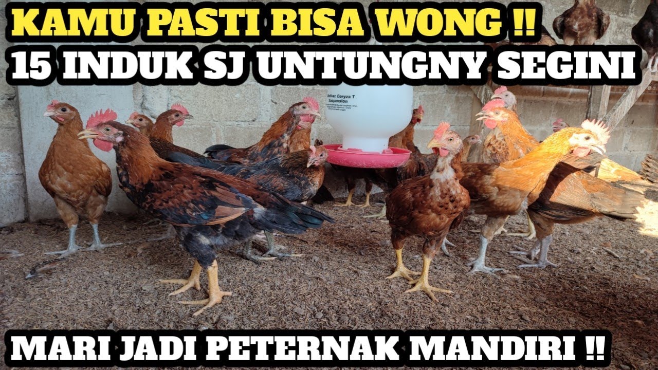 HANYA 15 INDUK‼️PENDAPATAN SDH ISTIMEWA💯