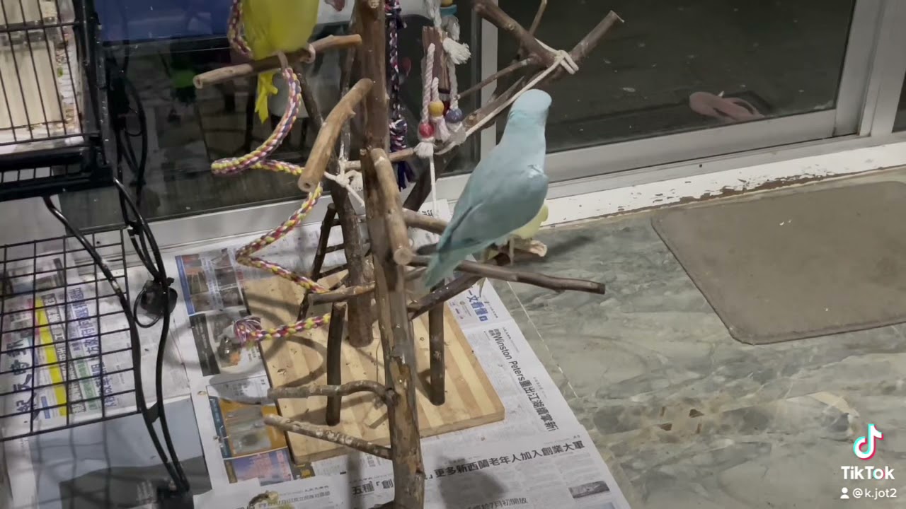 Indian Ringneck vs cockatiel