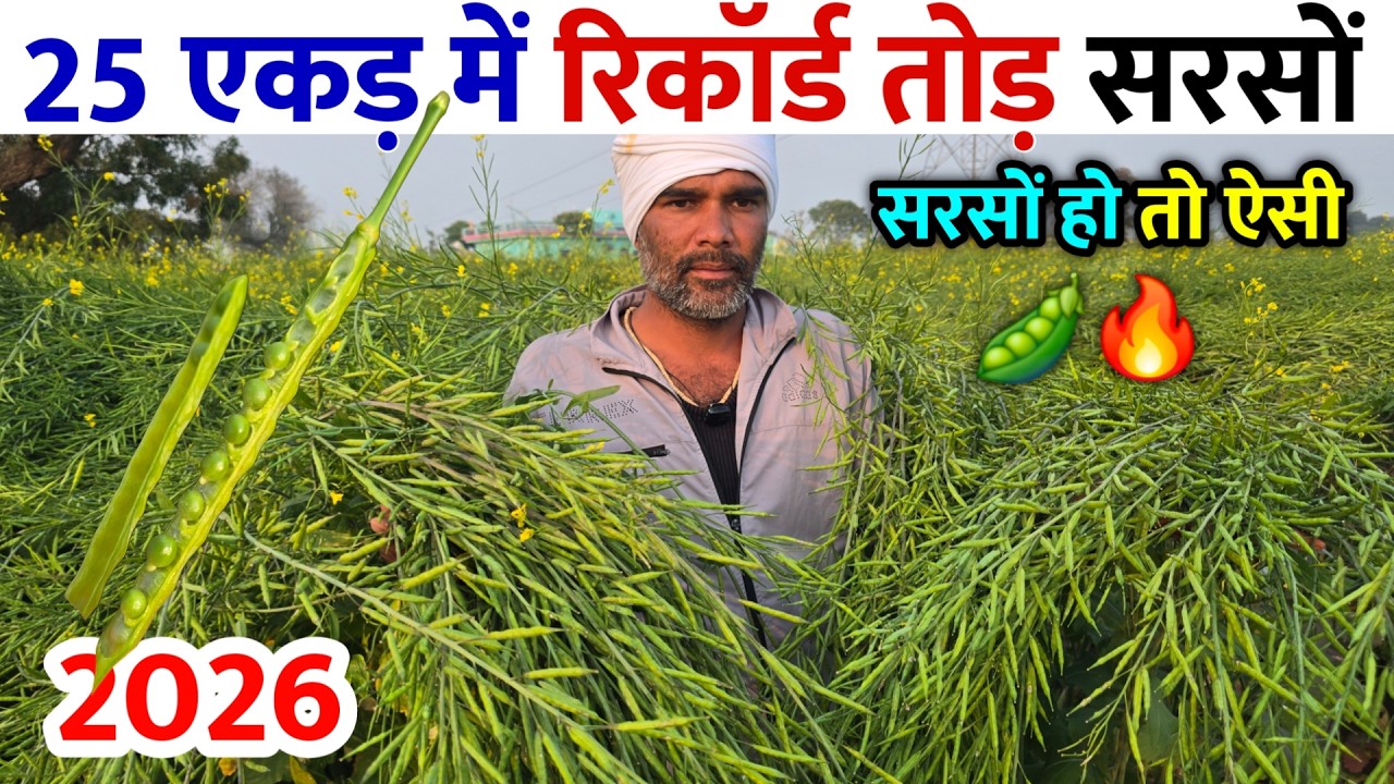 25 एकड़ में रिकॉर्ड तोड़ सरसों | 80 फलियां और 22 दाने🫛🔥 | पक्का रिकॉर्ड तोड़ेगी | Sarso Result 2026