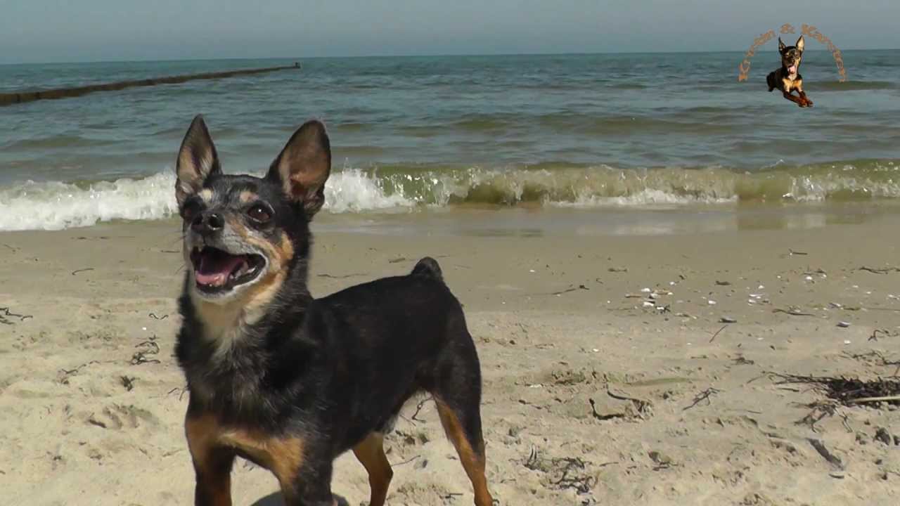 Prager Rattler Krümel auf Usedom 2013