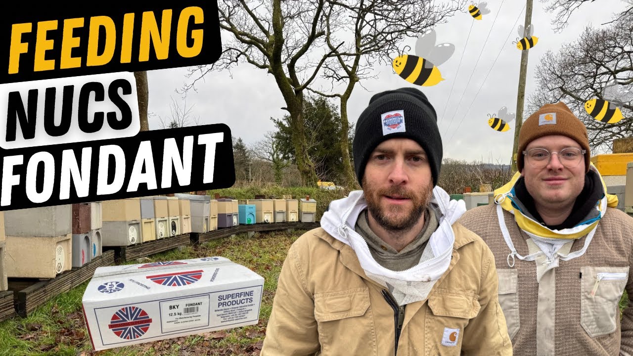 Feeding Nucs Fondant. Very Important Part Of Beekeeping!