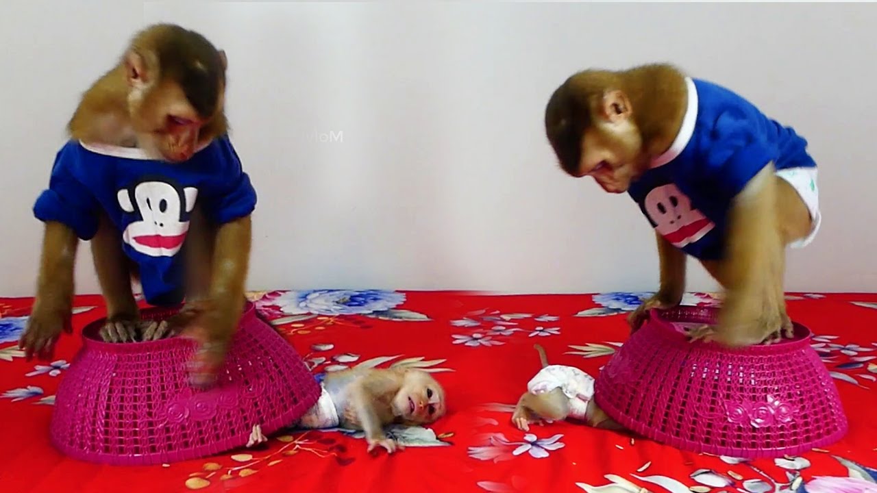 0hG0d!!Smallest Cici Cannot Get Up Because Of Dodo Sitting On Her