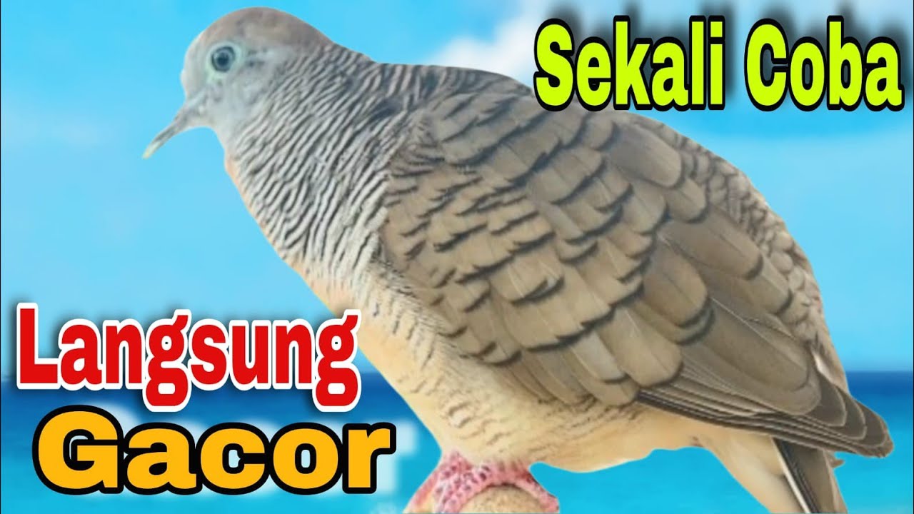 Perkutut lokal gacor RAJA PIKAT ahlinya bikin semua burung perkutut BUNYI dan GACOR