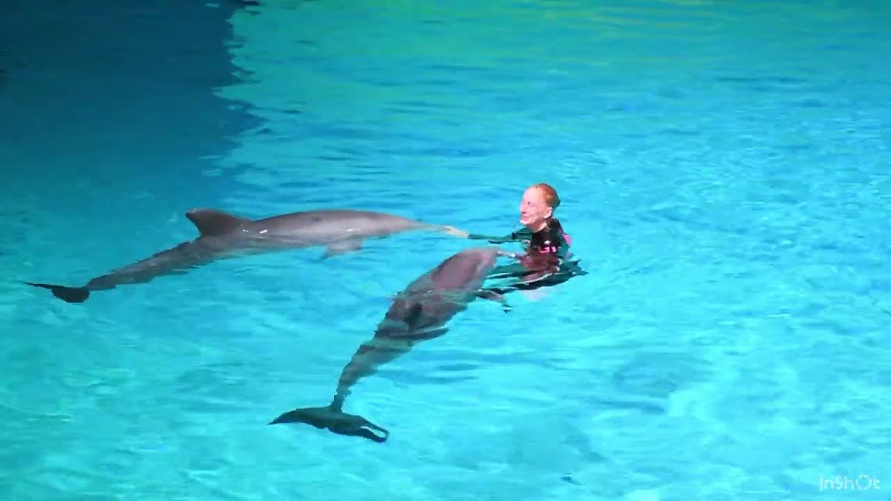 Dolphin -dolphin show -kolmården delfinshow -sweden dolphin -delfin sverige-Dubai dolphin