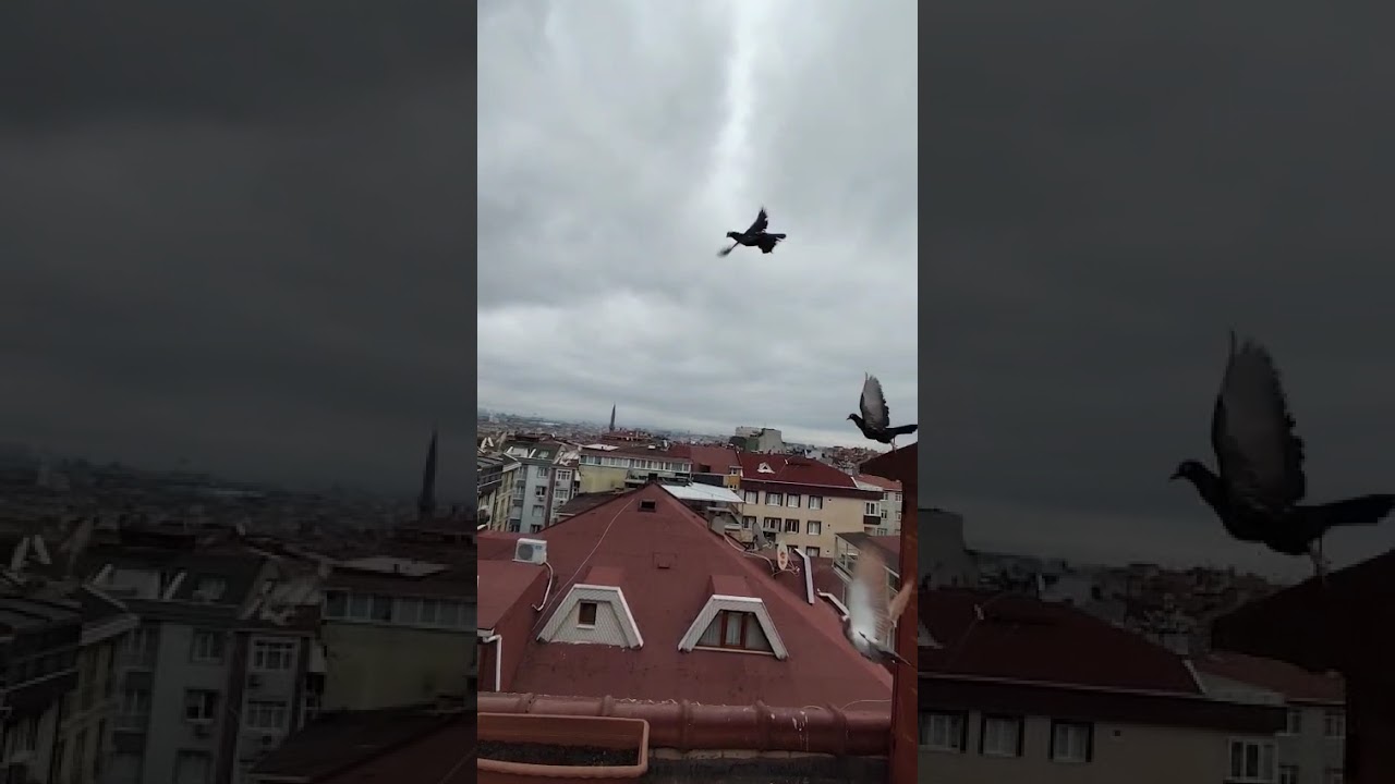 GüvercinTakibi  01.02.2026 uçum kümesi görüntüler