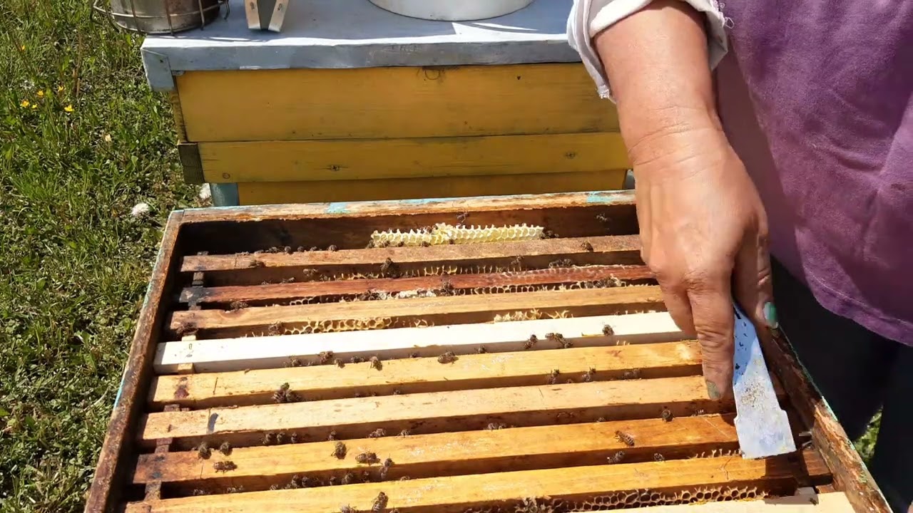 Albine acasă  , 4.05.2022 dezvoltare  și  control .
