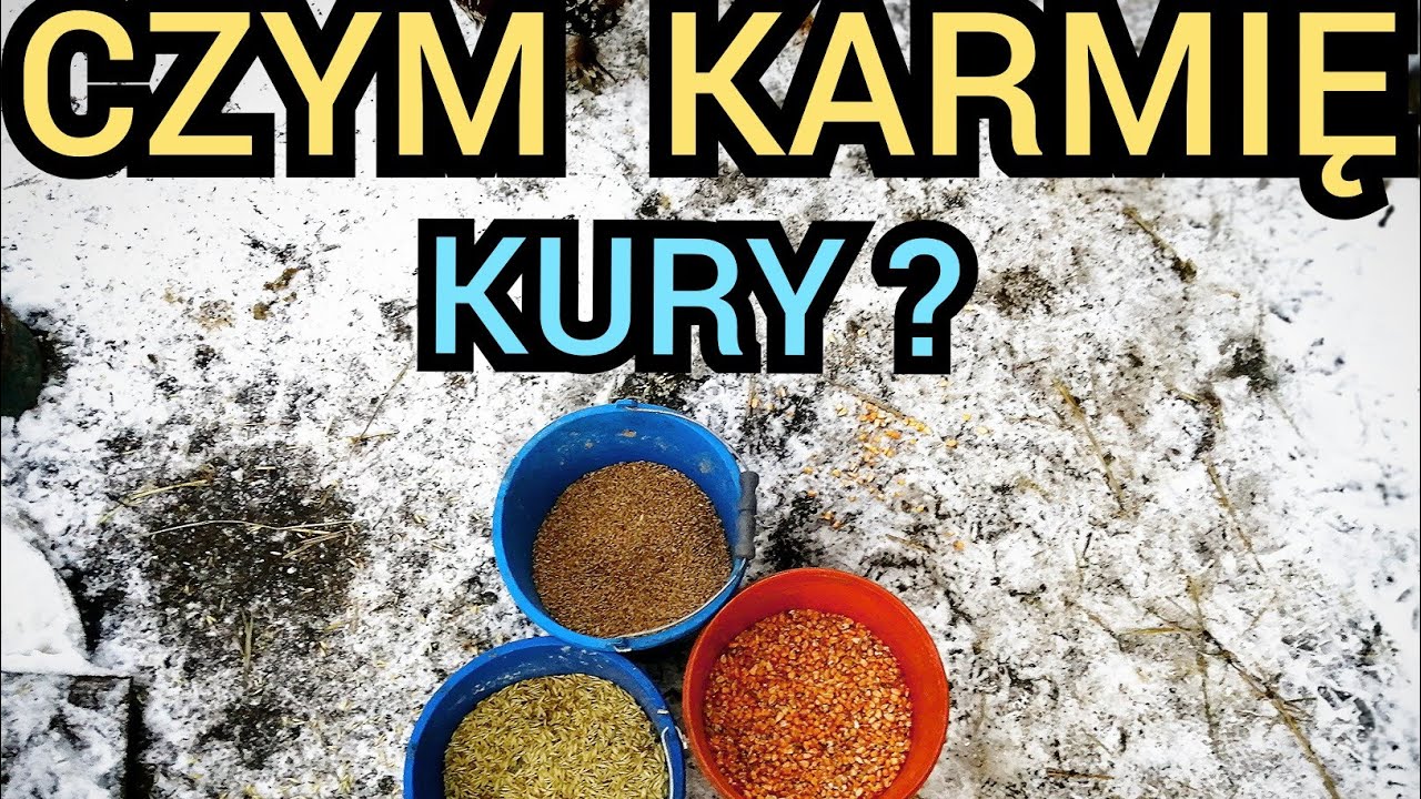 Czym NAJLEPIEJ karmić kury 🌽🐔?
