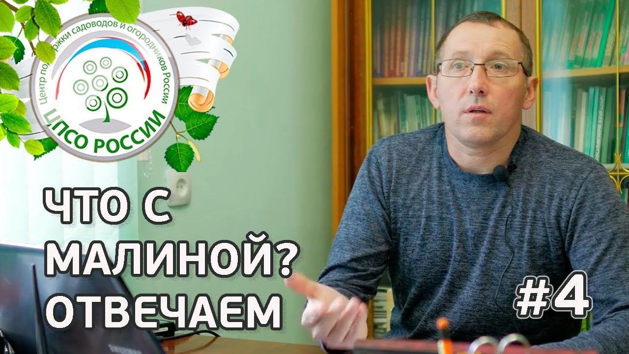 #4 ЧТО С МАЛИНОЙ??? Вредители малины, МАЛИННАЯ МУХА, МАЛИННЫЙ ЖУК на ремонтантной малине.