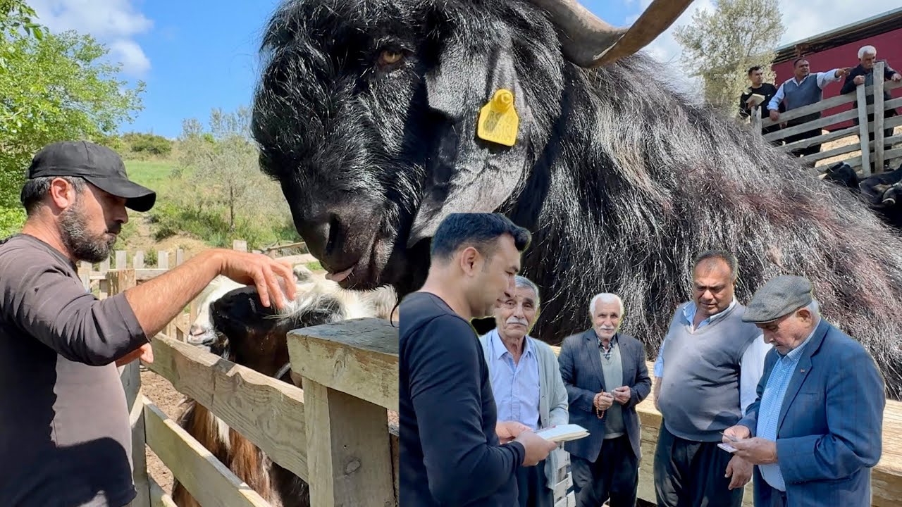 Gelen Boş Dönmüyor ‼️ KURBANLIK SATIŞI SON HIZLA DEVAM EDİYOR