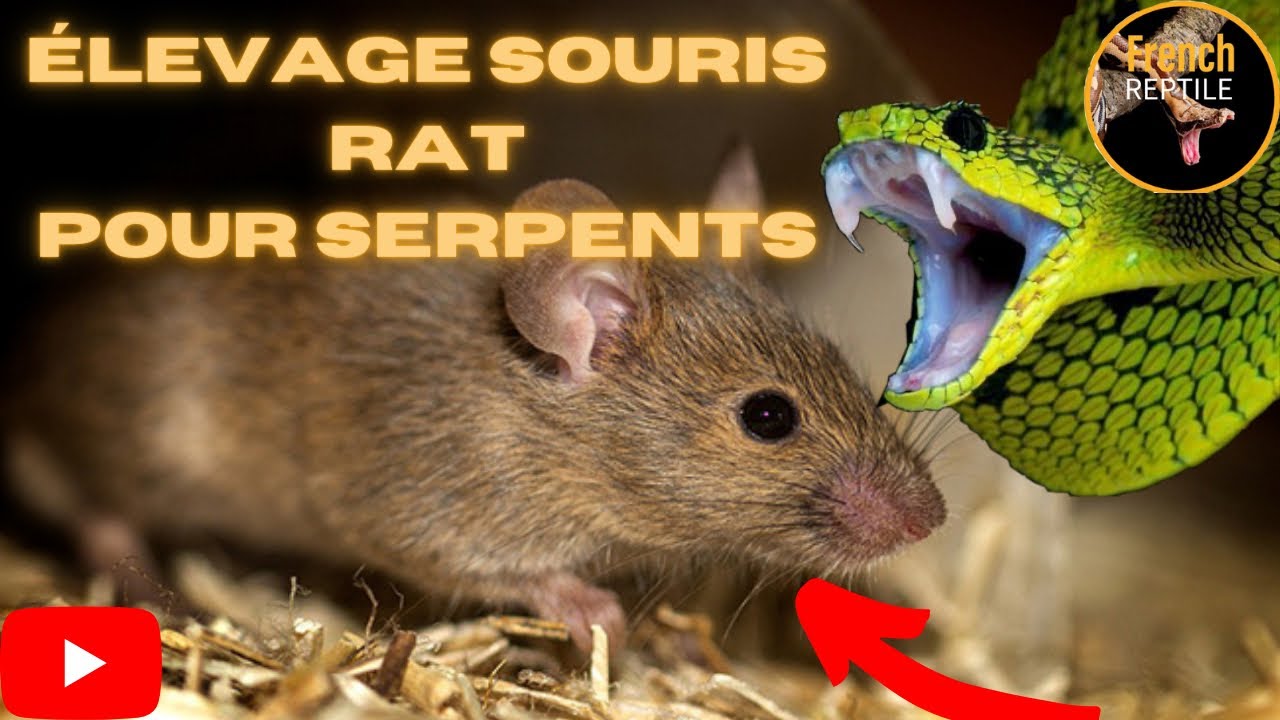 Élevage rongeurs pour serpents mon expérience