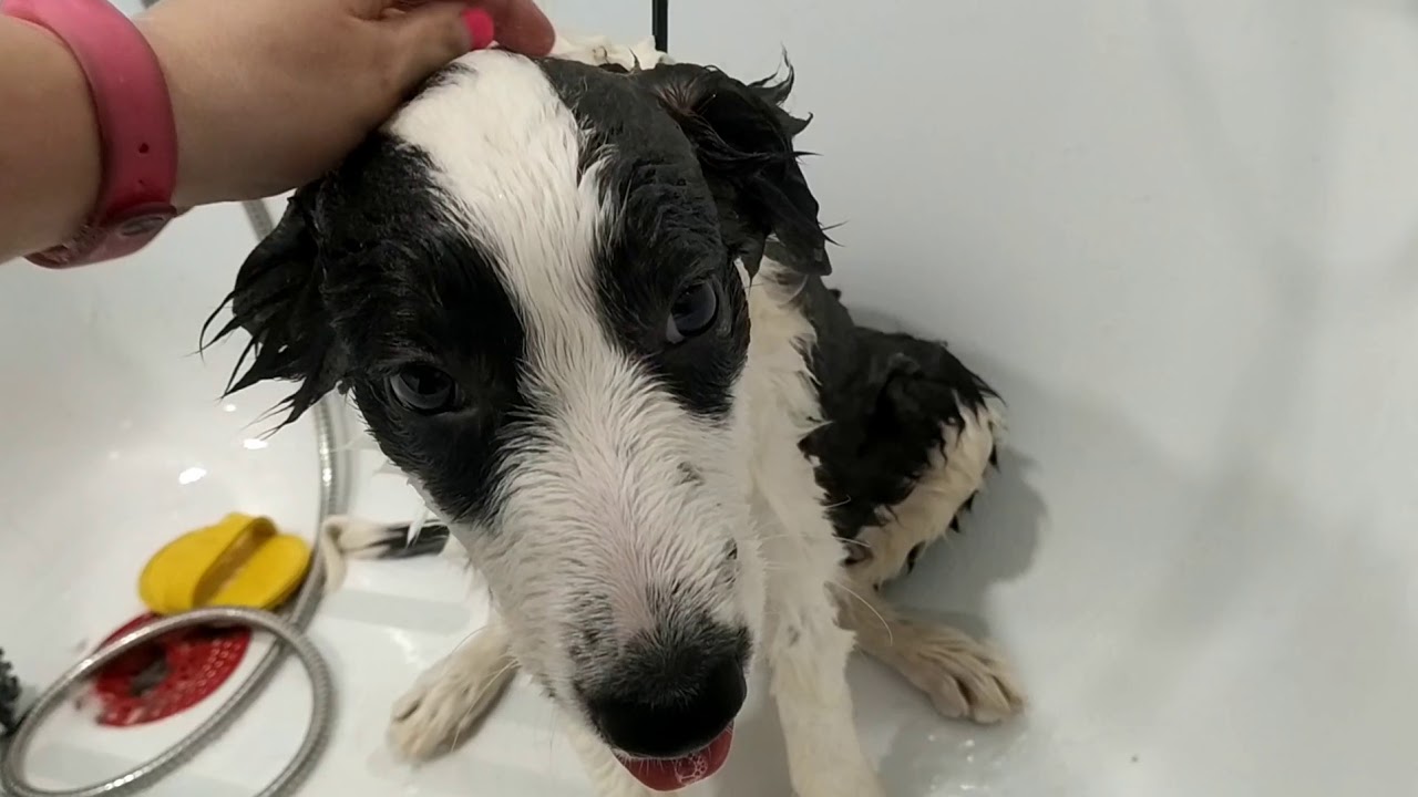 Border Collie cachorro baño🧼🚿Bañar a un cachorrito por primera vez 🐶