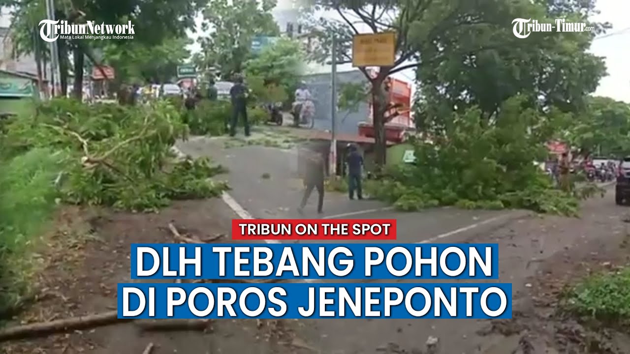 Antisipasi Jatuhnya Korban Akibat Pohon Tumbang, DLH Pangkas Sejumlah Pohon di Jalan Poros Jeneponto