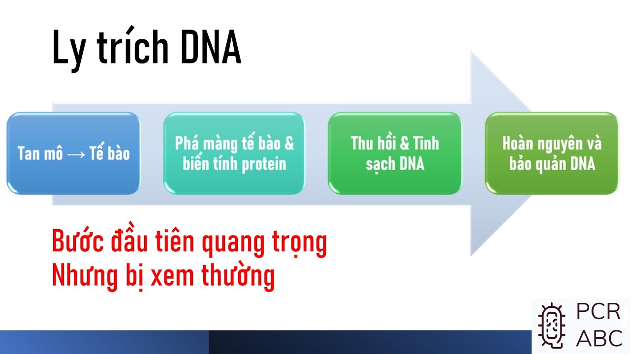 Ly trich DNA | Nguyên tắc căn bản | Ly trích DNA bằng phenol |PCR ABC