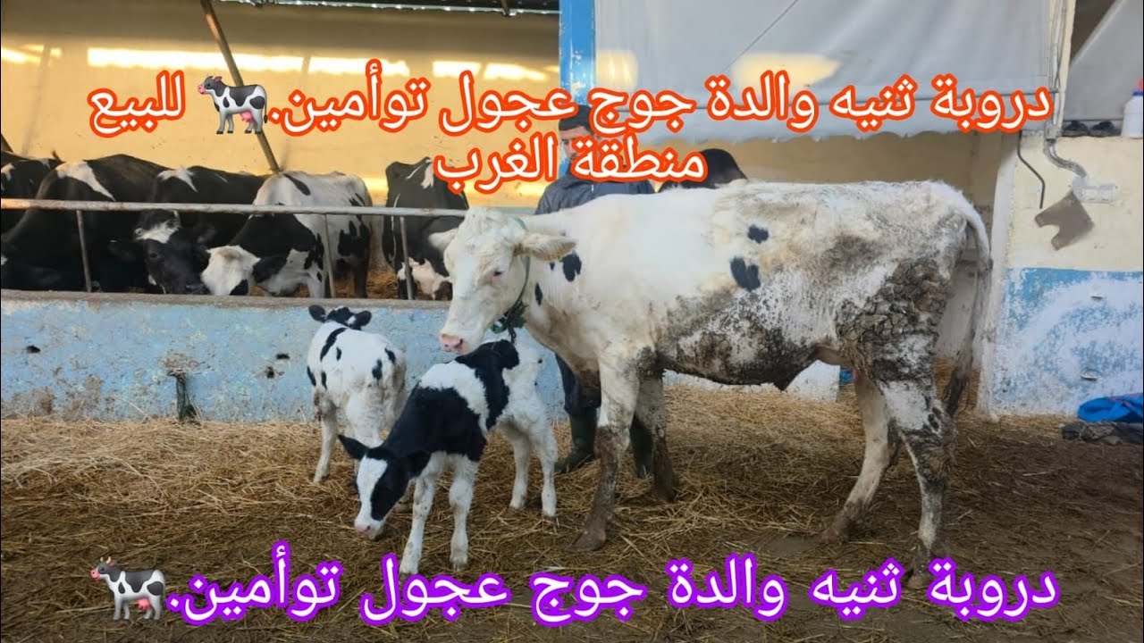 دروبة ثنيه والدة جوج عجول توأمين.🐄  للبيع منطقة الغرب دار كداري.0661282165#مغربية #marocaine #maroc