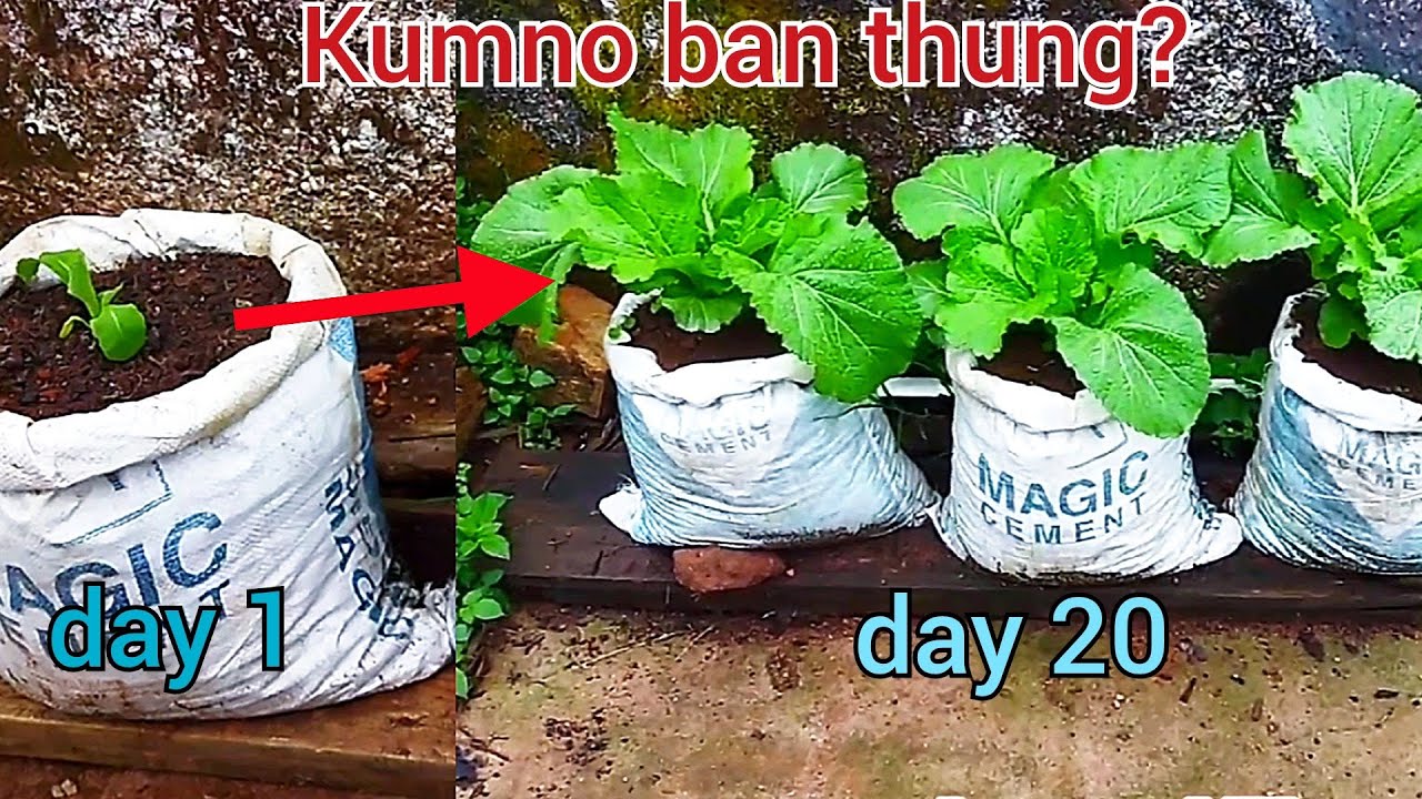 kumno ban thung tyrso