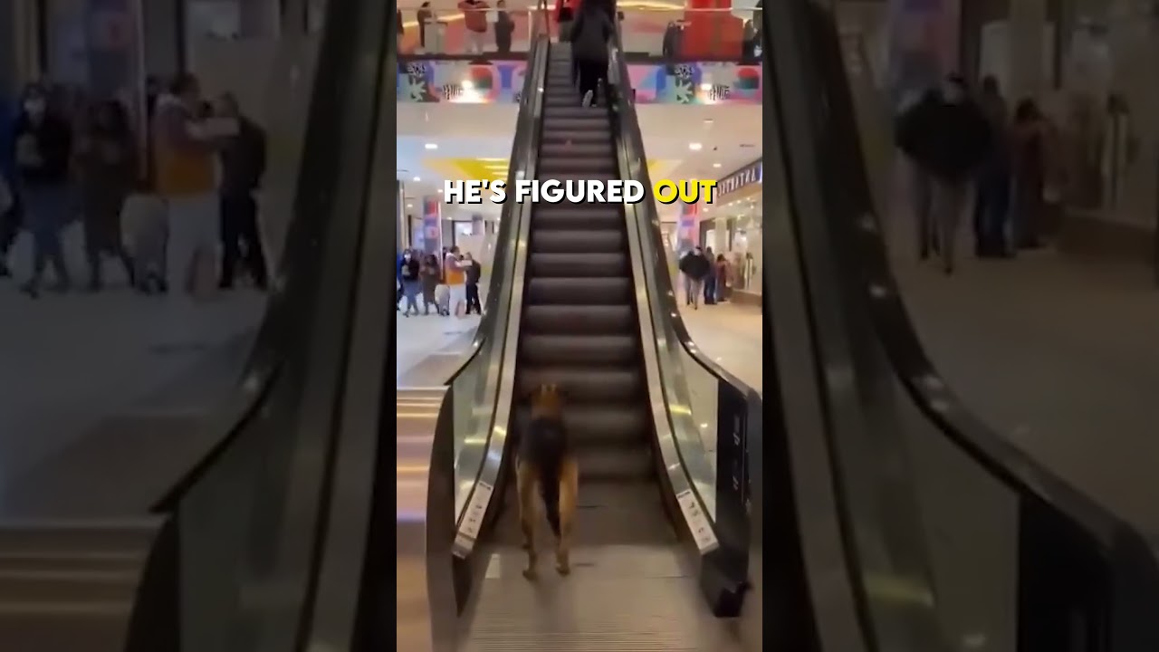 Stray Dog play Fetch at the Mall 🥰