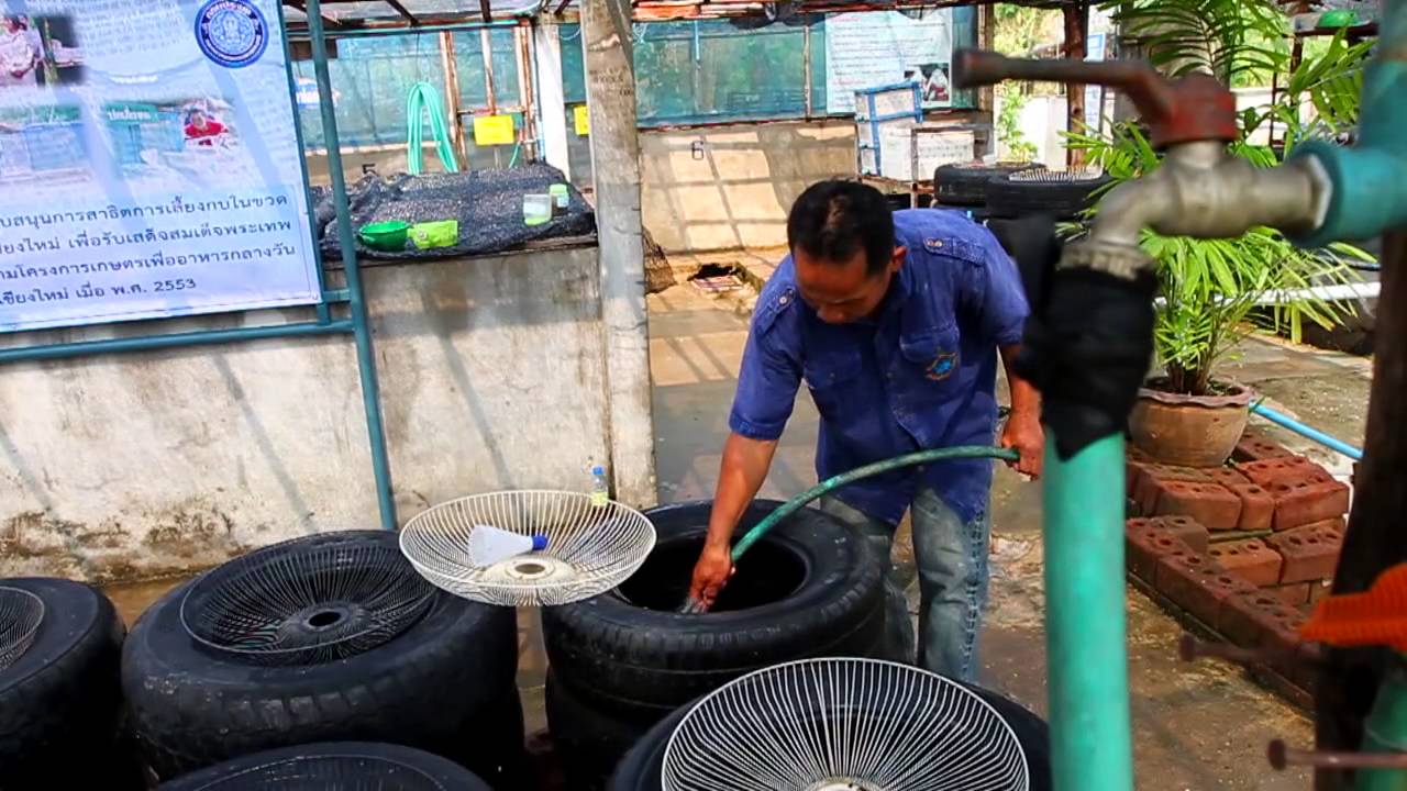 ปราชญ์แม่โจ้ - ตอน การเลี้ยงกบคอนโดร่วมกับปลาดุก