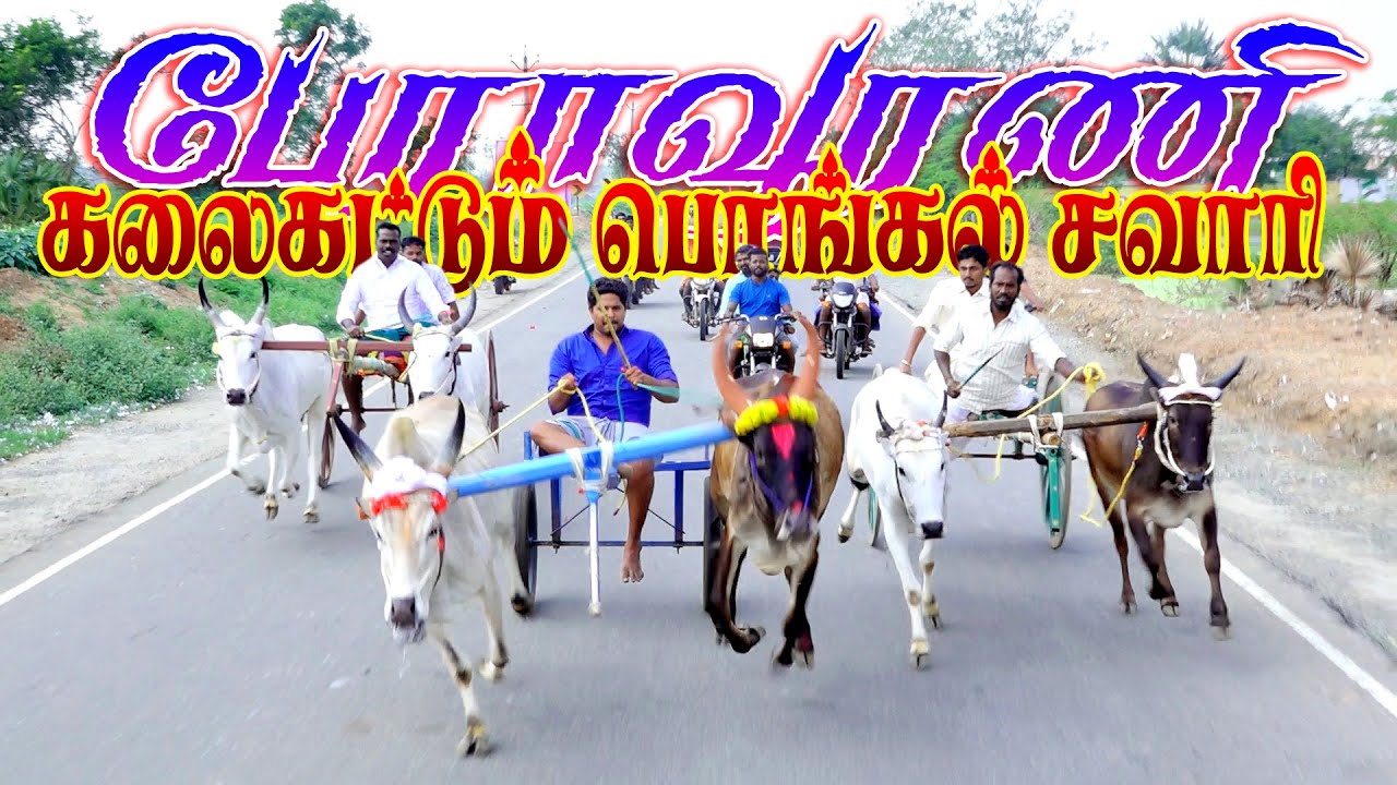 பேராவூரணி பொங்கல் சவாரி களம் #perai_raj_studio #reklarace2026