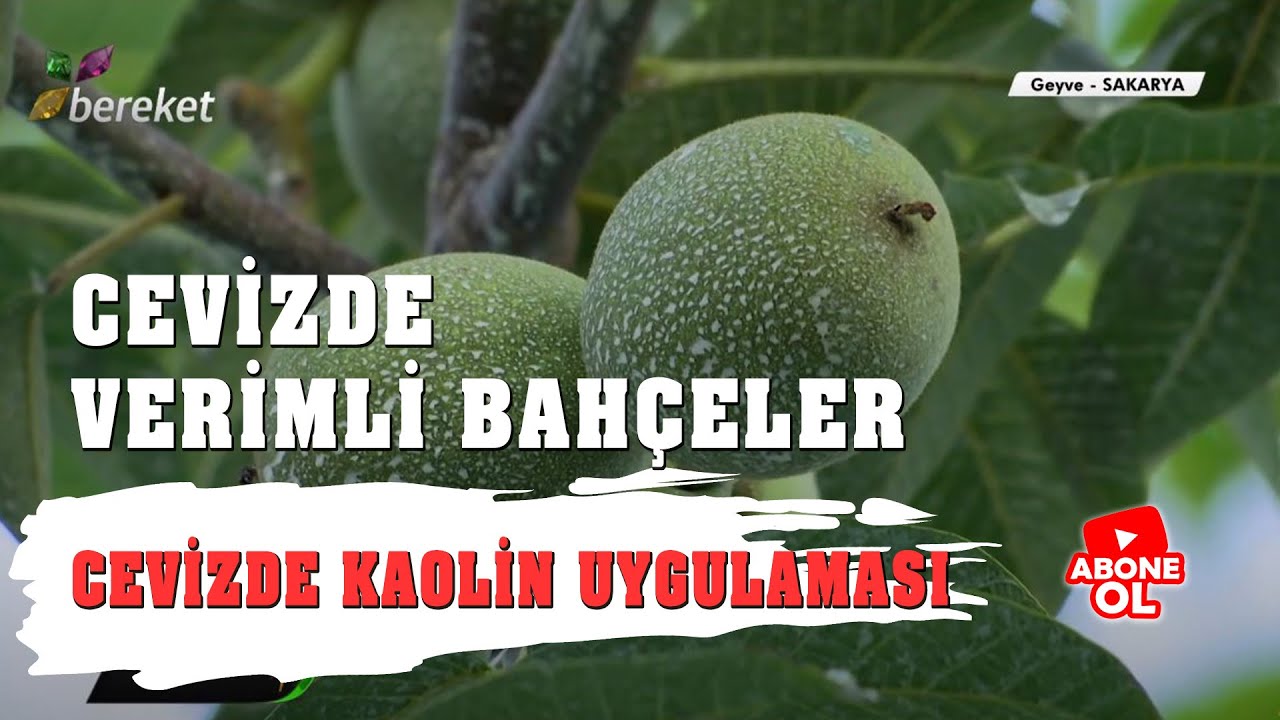Tarımsal Eğitim - Cevizde Verimli Bahçeler