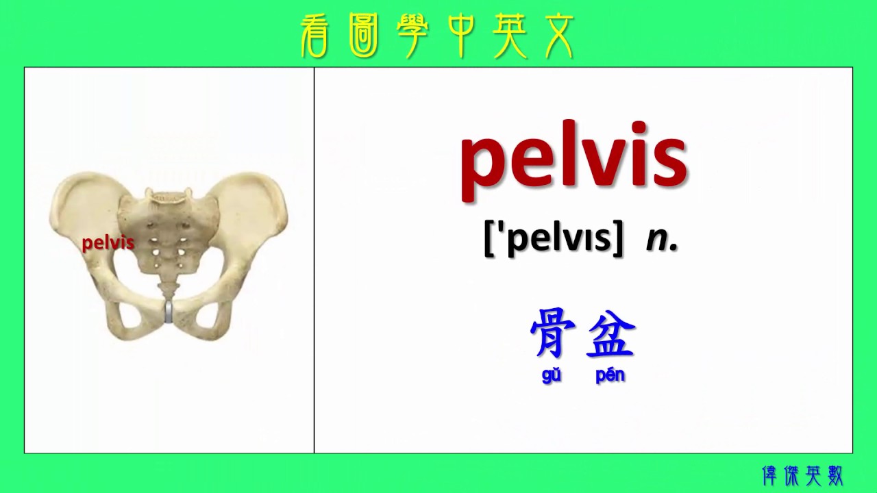 看圖學中英文 14 骨骼 (Learning Chinese and English Vocabularies about skeleton)