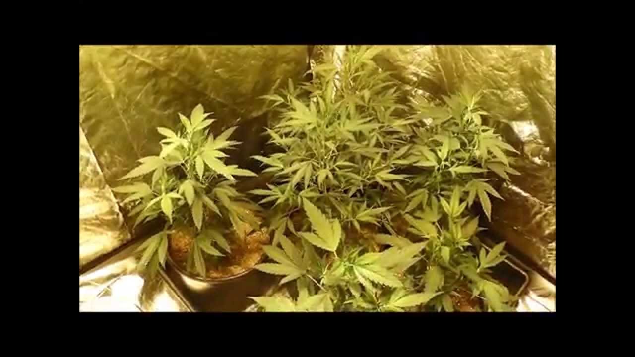 Blue pit and Exodus cheese plants in veg
