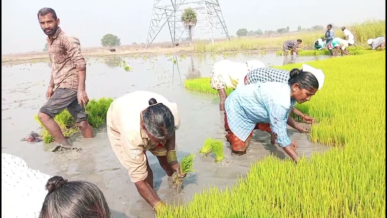 కొమురెల్లి మల్లన్న పాటలు || పంట పొలాల్లో పల్లెటూరు జానపద పాటలు ||  telugu folk songs