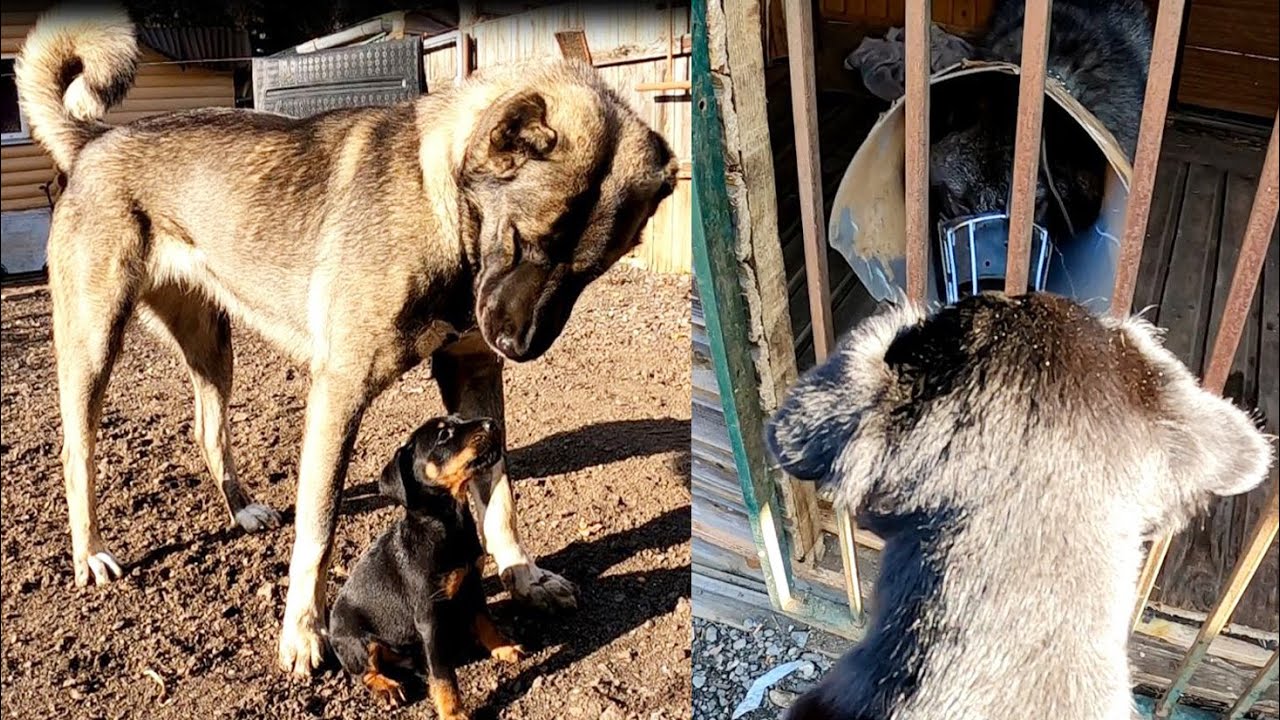 Щенок Ягдтерьера встреча с Волком, Канадский Волк, Немецкий Ягдтерьер