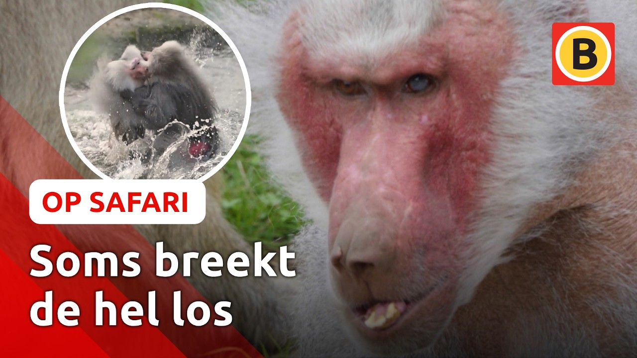 Dit wist je niet over bavianen | Op Safari #9