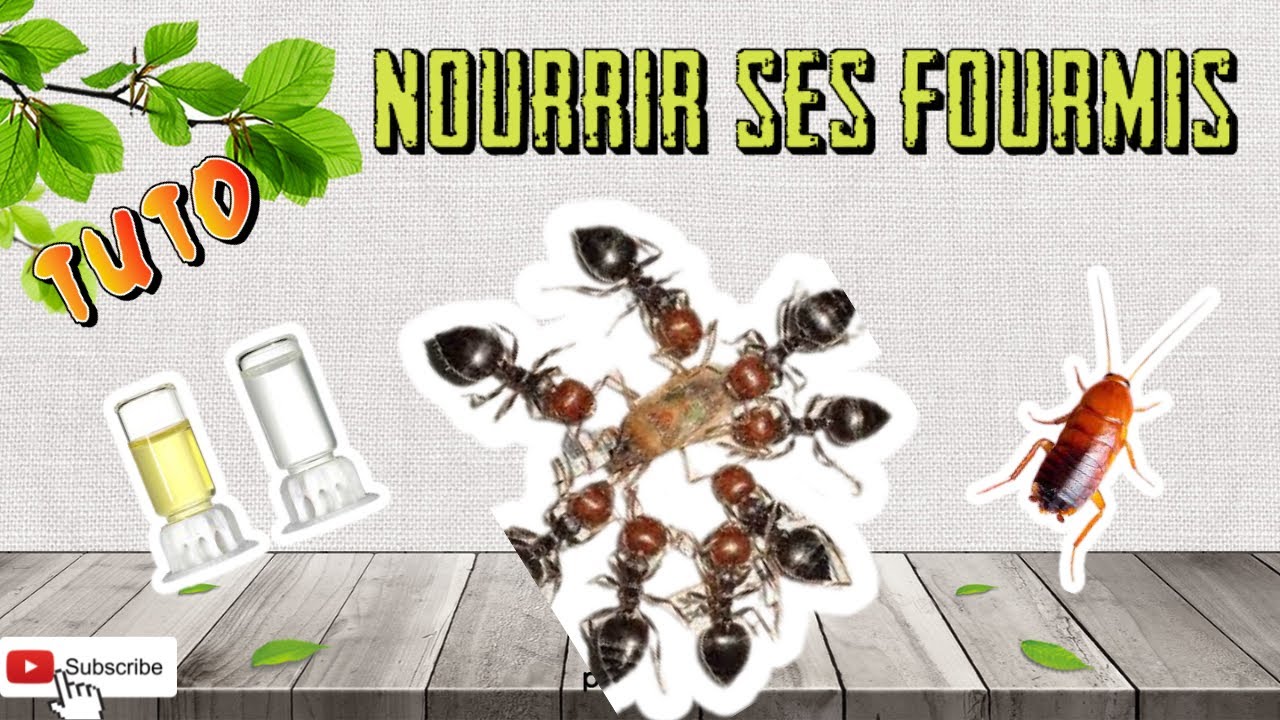 TUTO - NOURRISAGE DE NOS FOURMIS (matériel, nourriture, élevage nourricier)