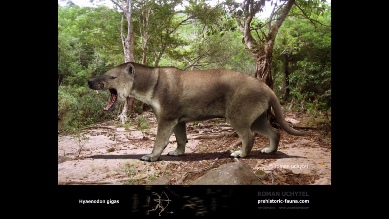 Sound Effects - Hyaenodon