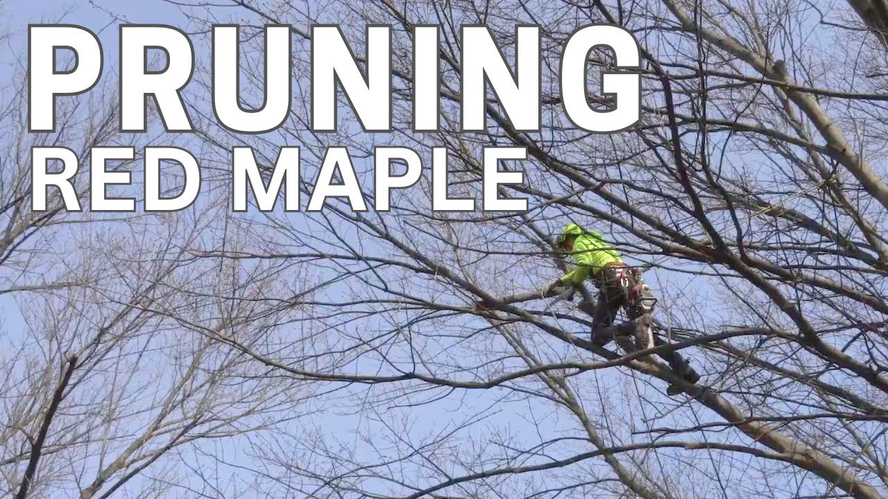 Tree Pruning: Red Maple - Overextended Branches