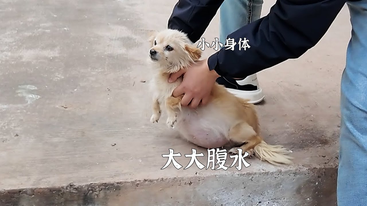 小小的身体，大大的腹水！