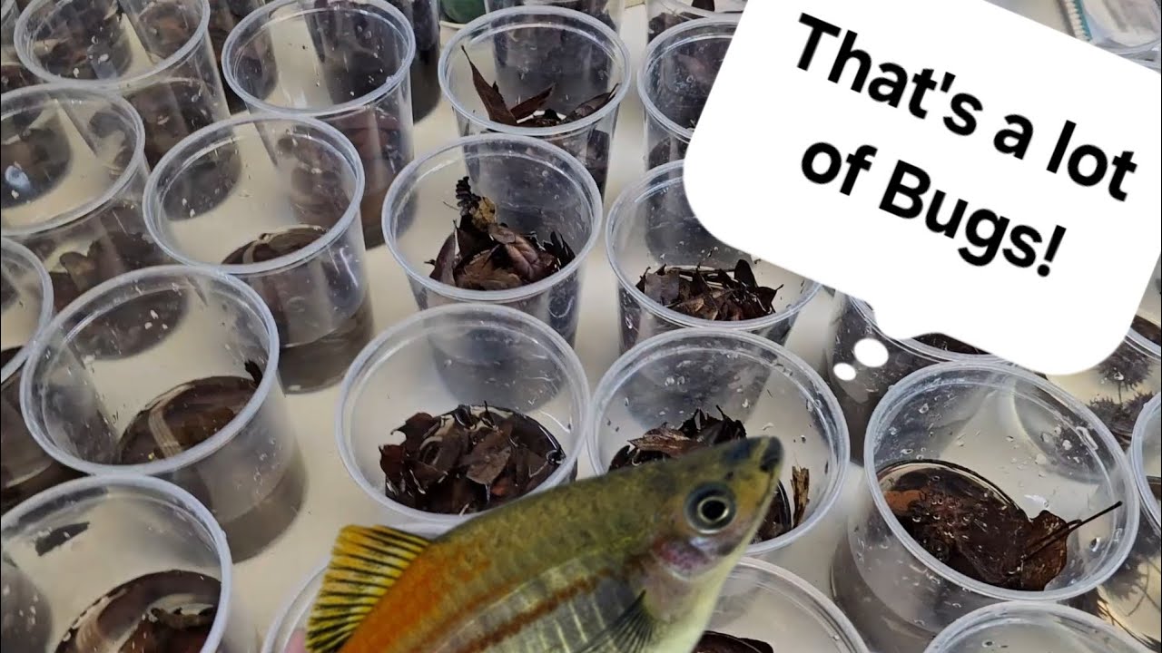 Sneak Peek at Assembling Live Scud/Microfauna Cultures
