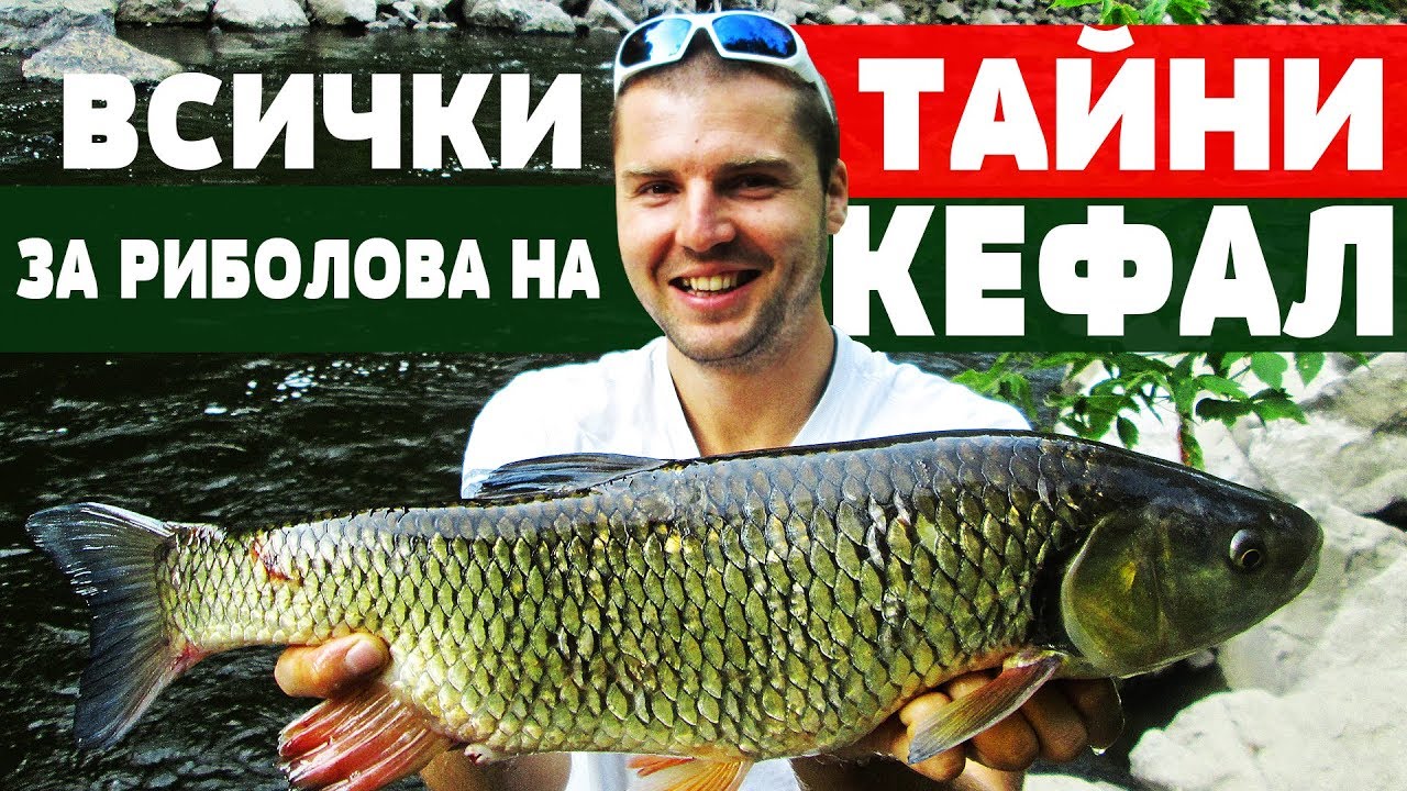Всички ТАЙНИ за Риболова на КЕФАЛ!!! Риболов за начинаещи! CHUB / ГОЛАВЛЬ