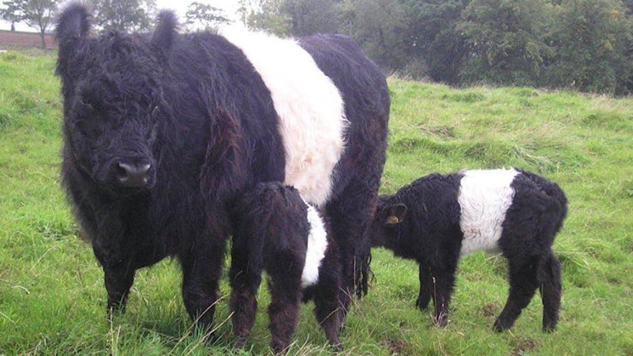 Belted Galloway Beef Cattle | Jewels Of The Pasture