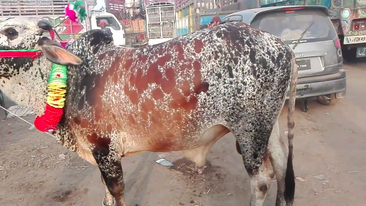 Cow Mandi Shahpur Kanjra - Episode 5 - 2017 - Cows In Lahore Mandi
